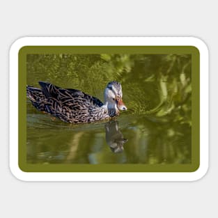 Curious Duck Sticker